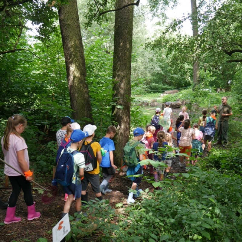 Grupa dzieci spaceruje po leśnej ścieżce.