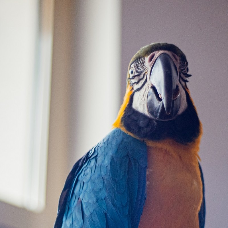 Żółto - niebieska papuga ARA patrząca w obiektyw.